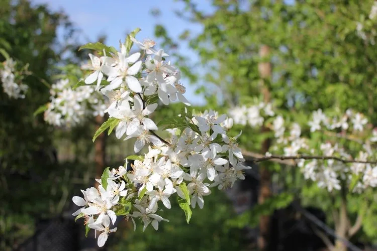 Arbres à fleurs