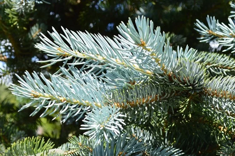 Arbres persistants