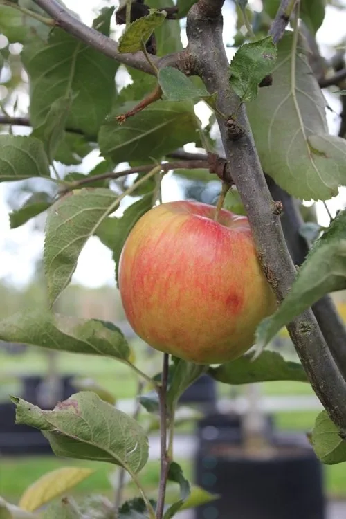 Arbres fruitiers